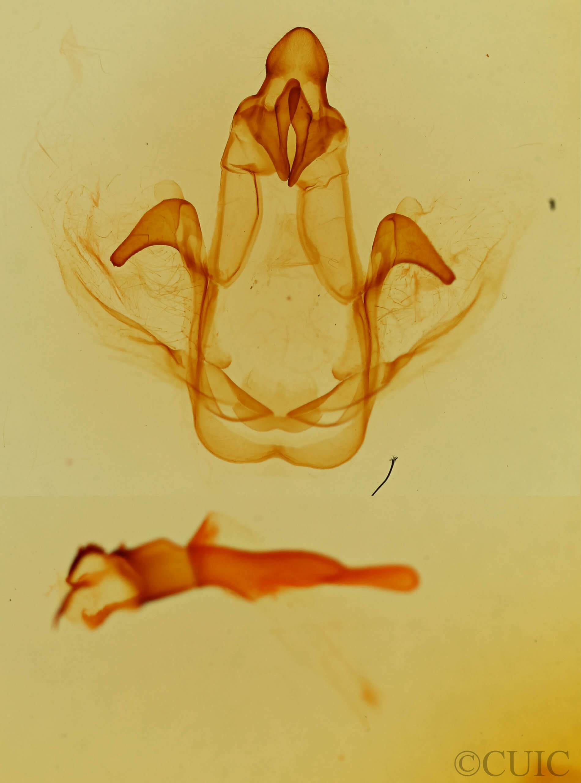 genitalia view of adult Cecrita incongrua