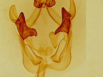 genitalia view of adult Cecrita lunata