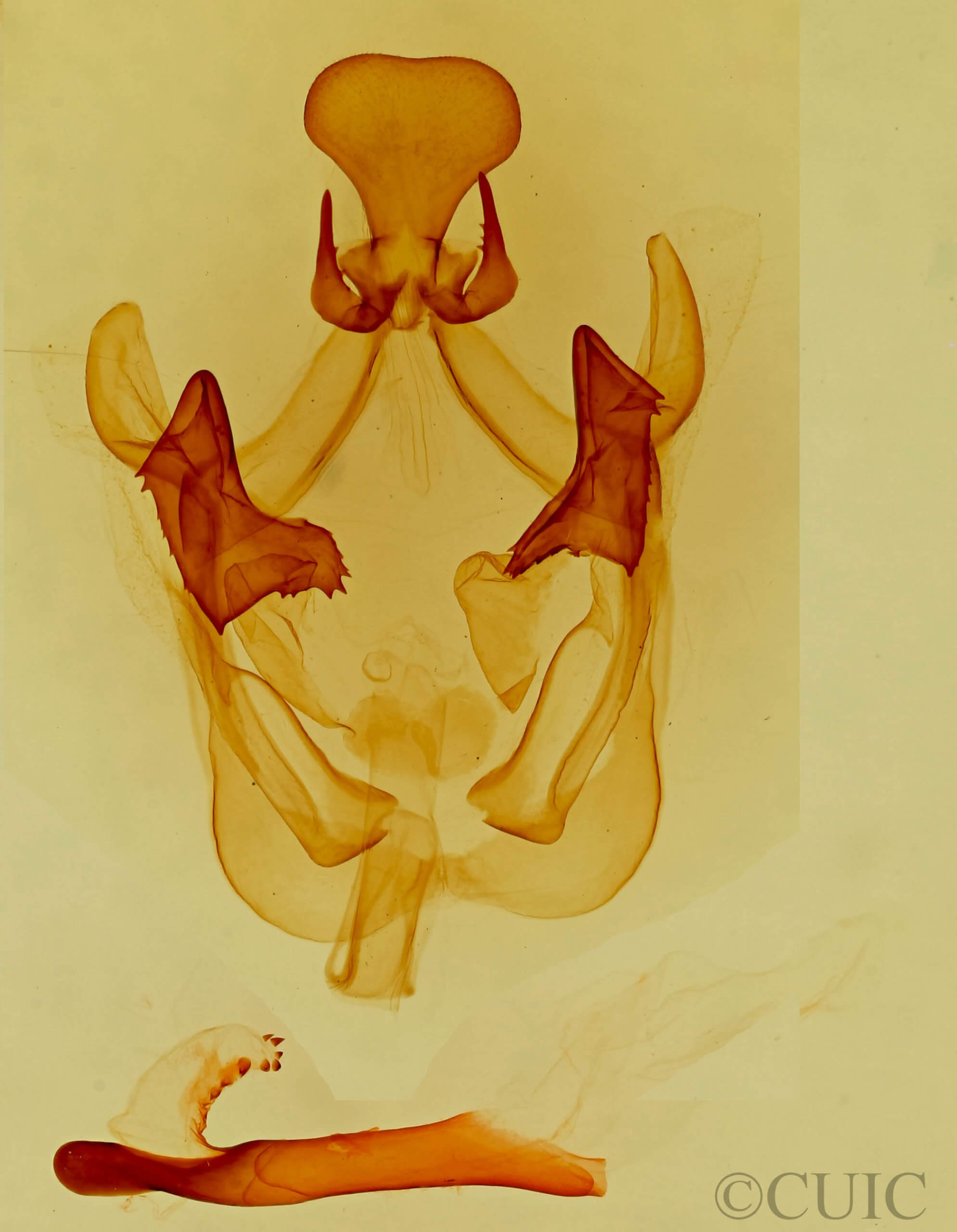 genitalia view of adult Cecrita lunata
