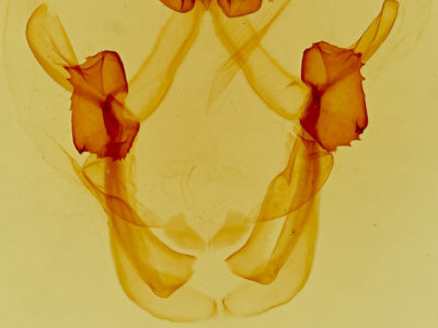 genitalia view of adult Cecrita lunata