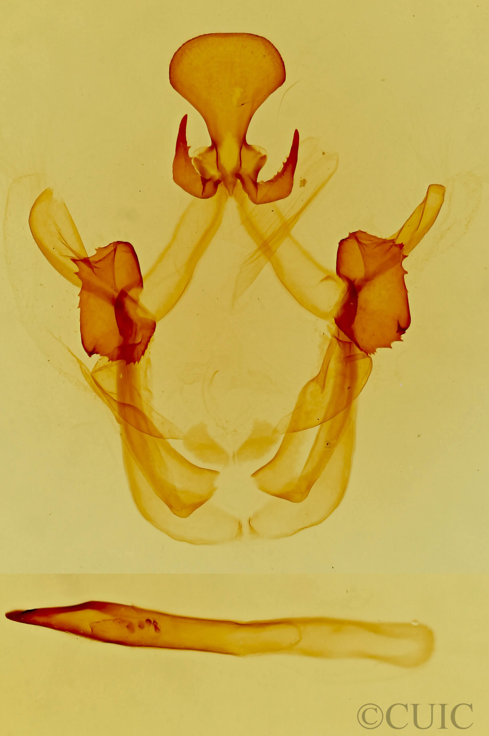 genitalia view of adult Cecrita lunata