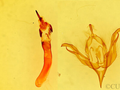 genitalia view of adult Hyssia degenerans