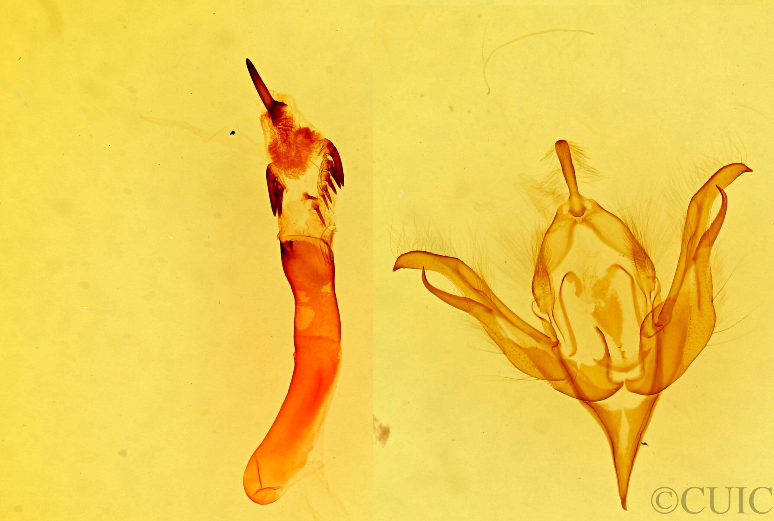 genitalia view of adult Hyssia degenerans