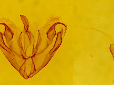 genitalia view of adult Agylla septentrionalis