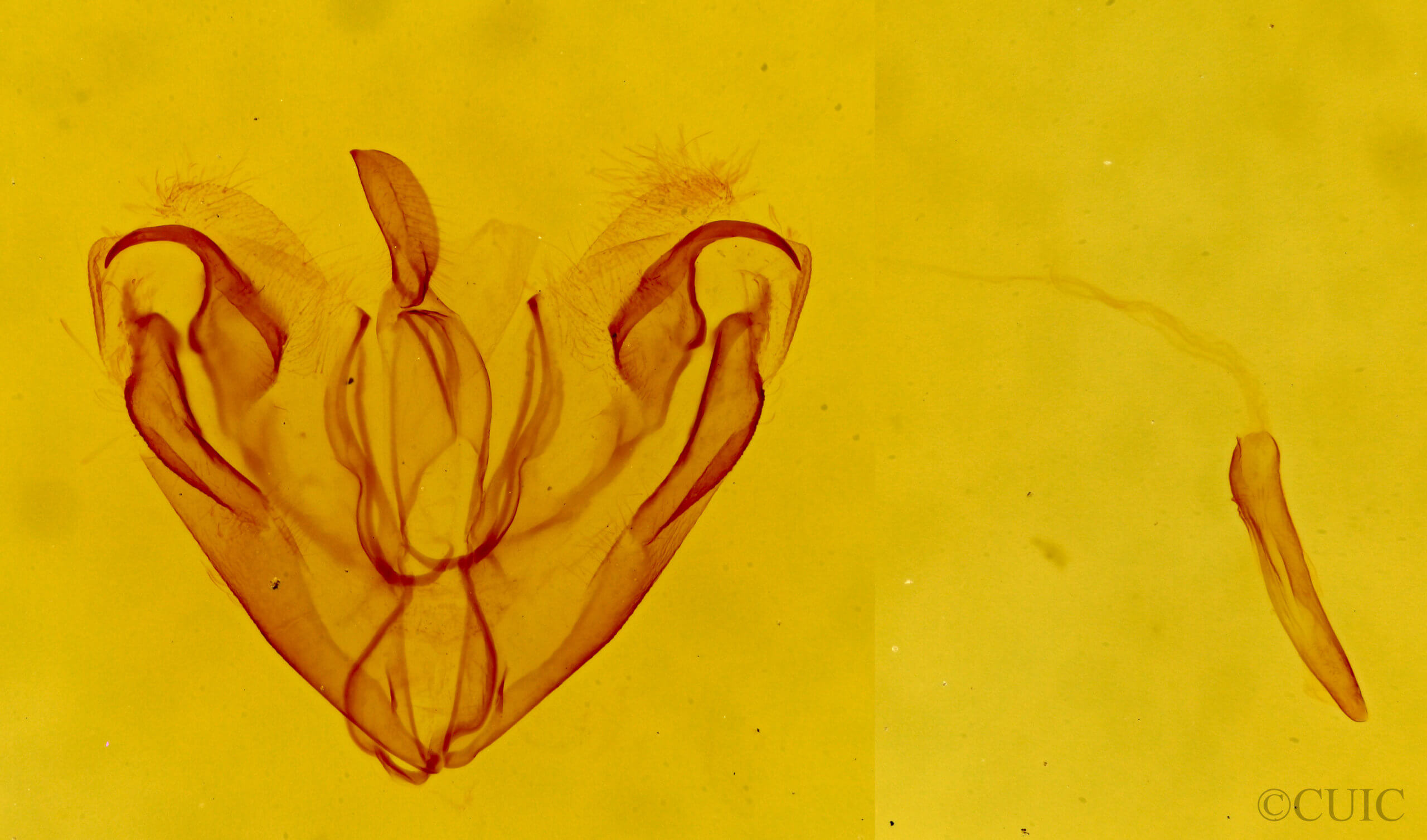 genitalia view of adult Agylla septentrionalis