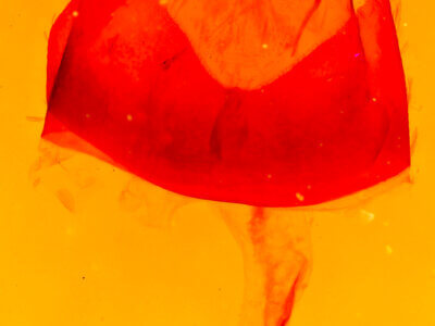 genitalia view of adult Agylla septentrionalis