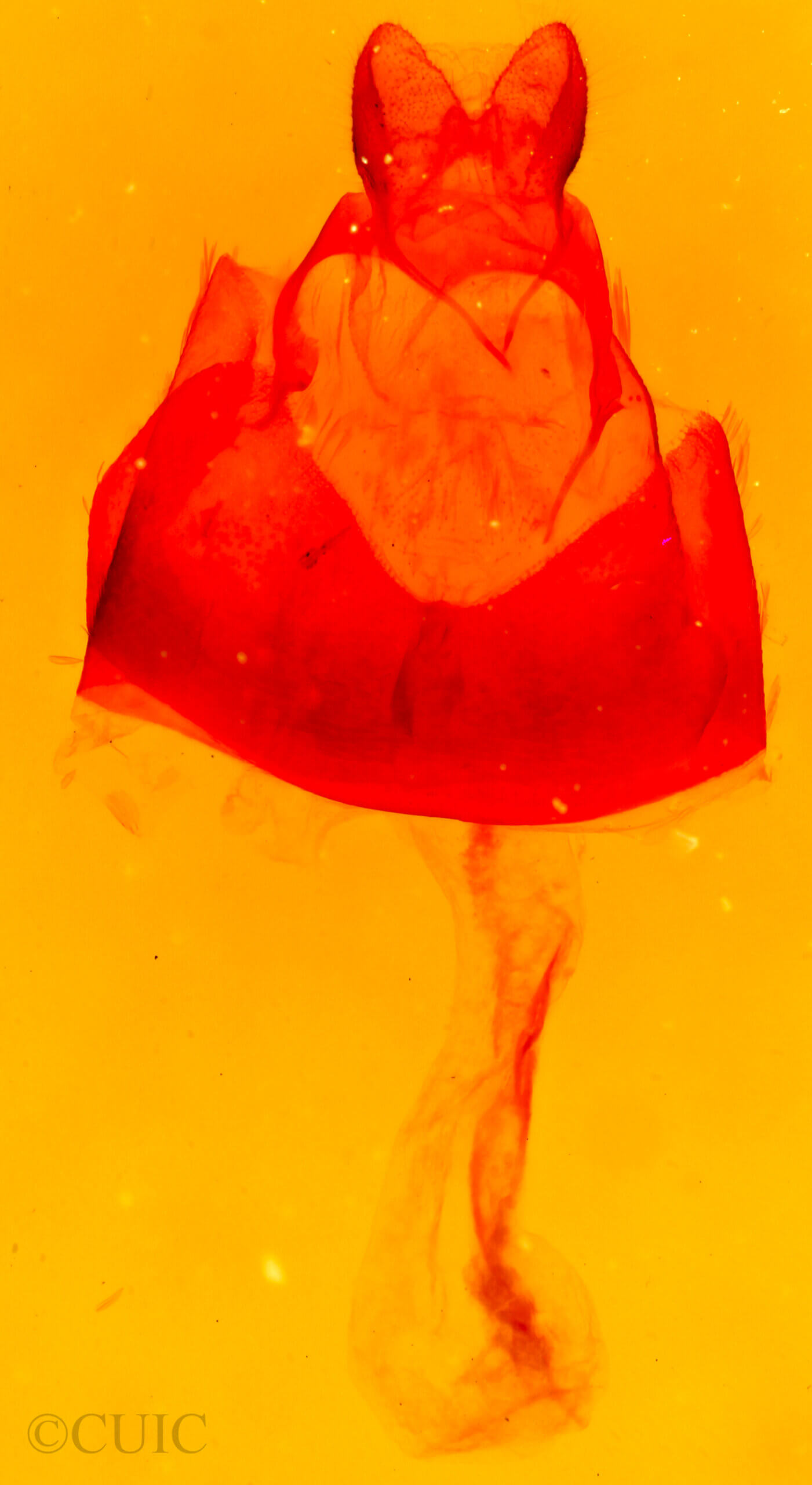 genitalia view of adult Agylla septentrionalis