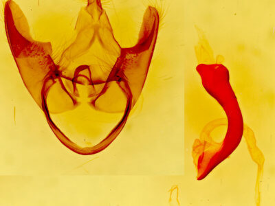genitalia view of adult Gardinia anopla