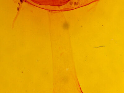 genitalia view of adult Gardinia anopla