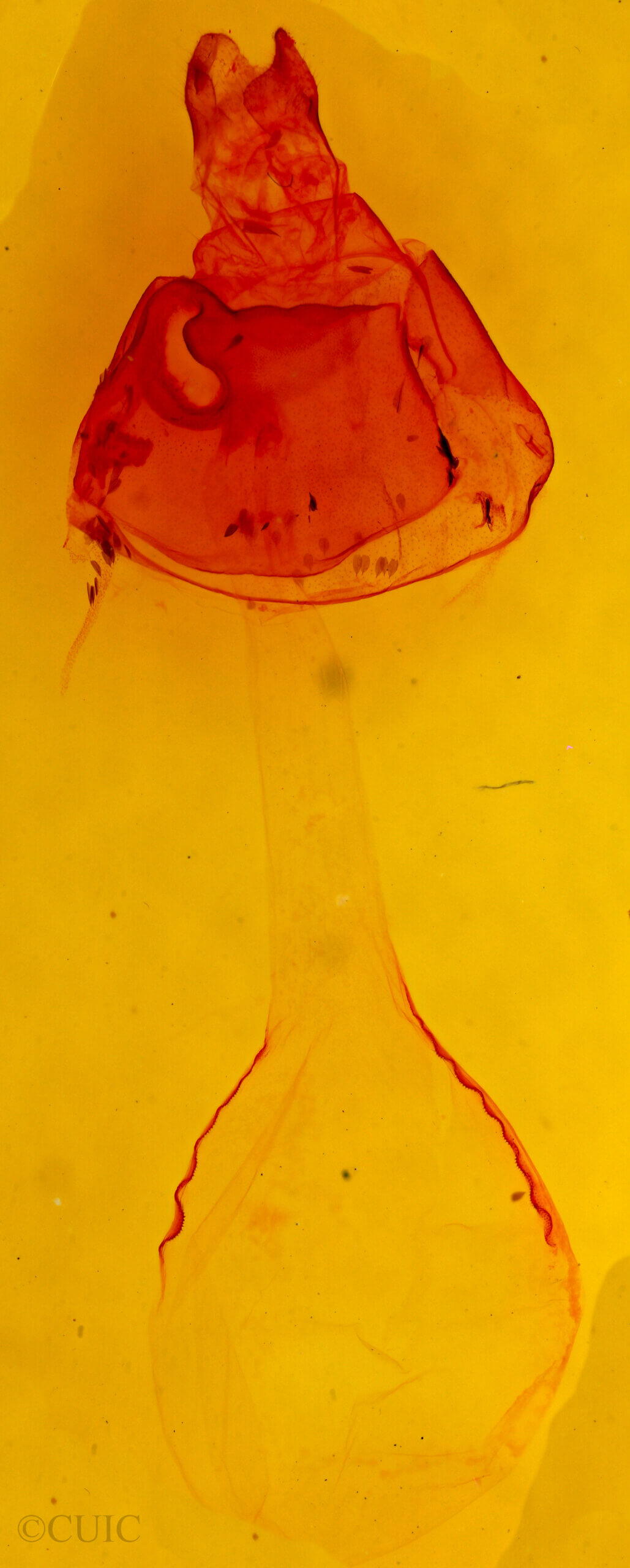 genitalia view of adult Gardinia anopla