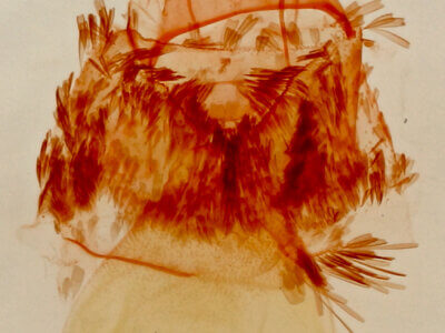 genitalia view of adult Crambidia lithosioides