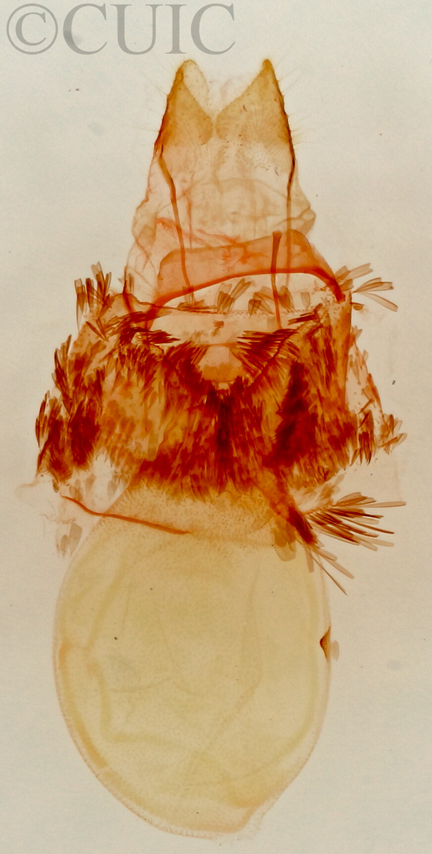 genitalia view of adult Crambidia lithosioides