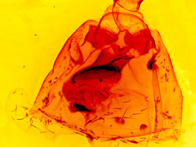 genitalia view of adult Apantesis nais