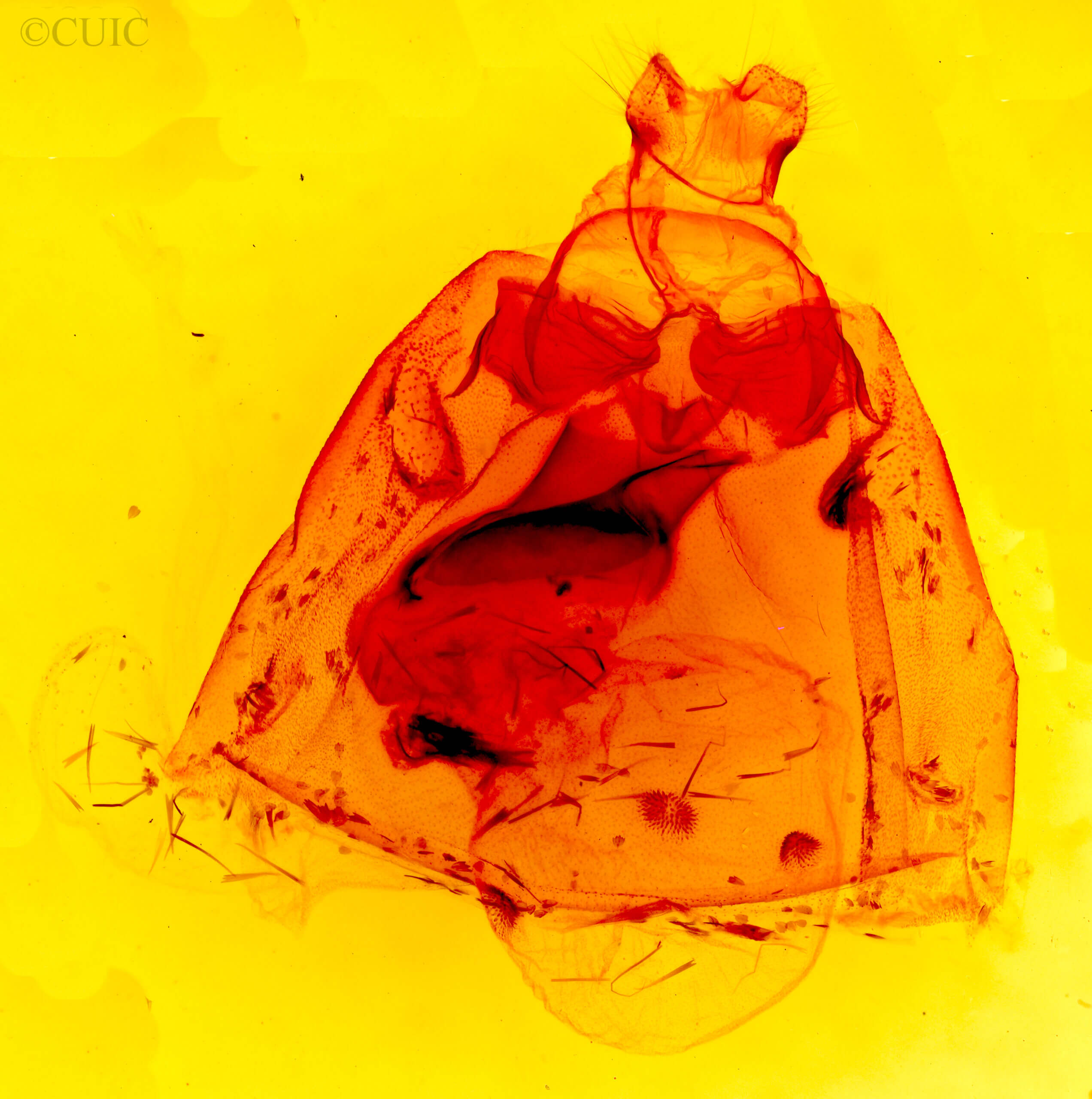 genitalia view of adult Apantesis nais