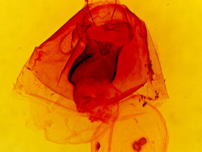 genitalia view of adult Apantesis vittata
