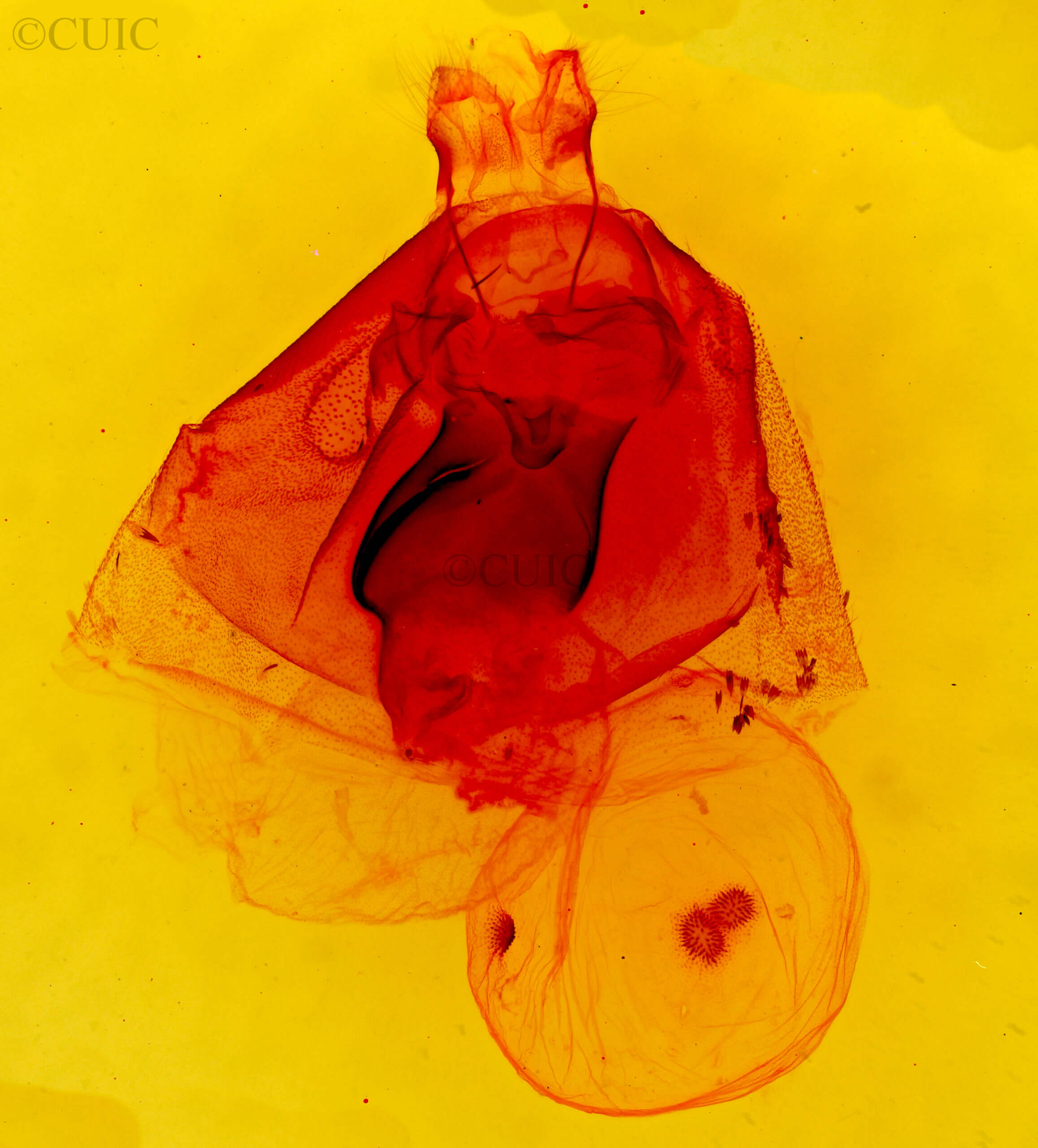 genitalia view of adult Apantesis vittata