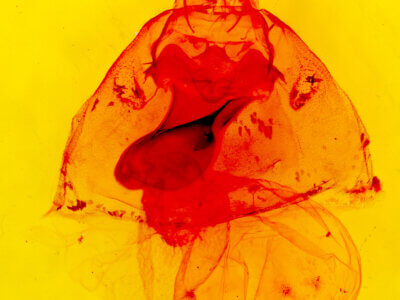 genitalia view of adult Apantesis vittata