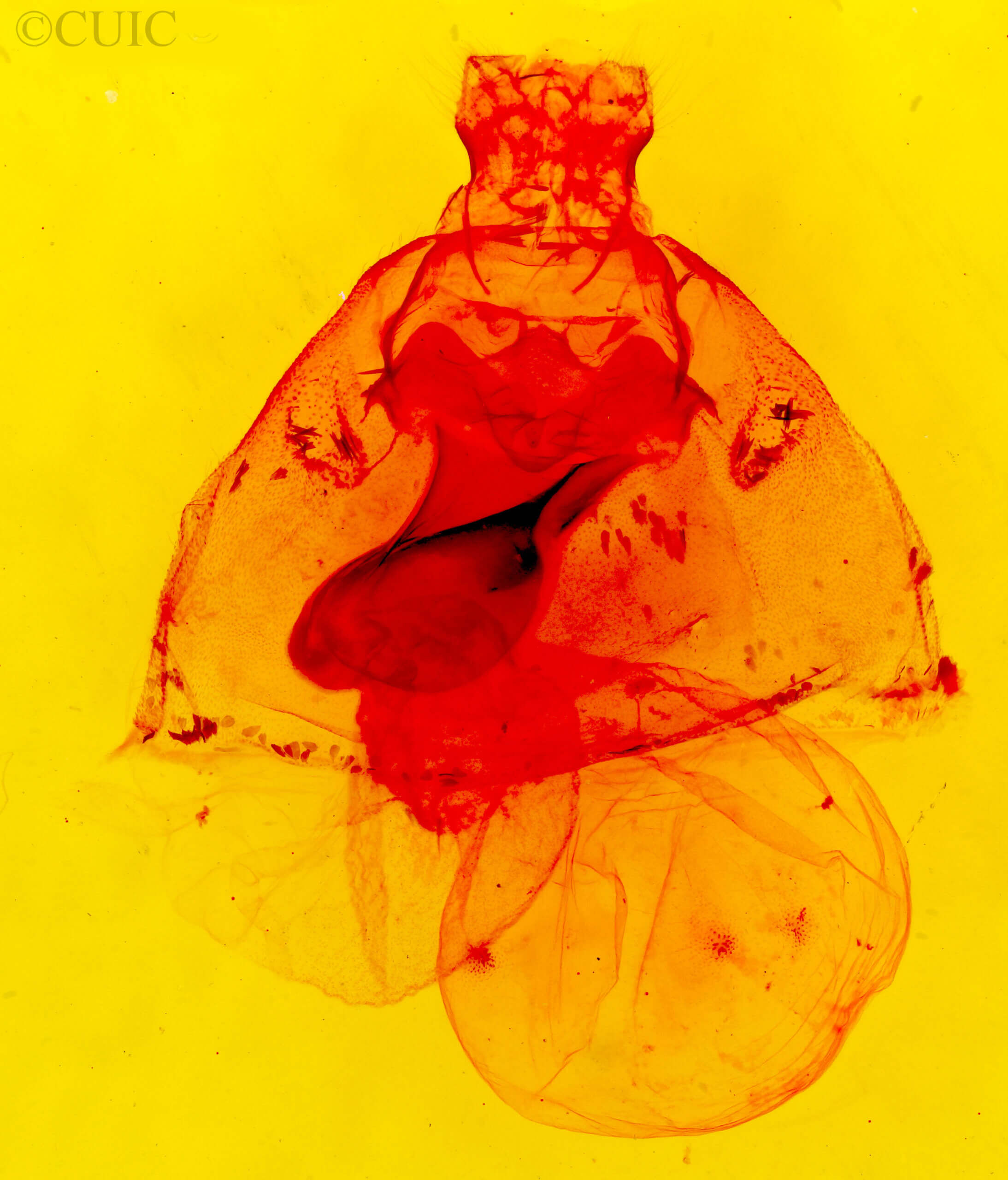 genitalia view of adult Apantesis vittata