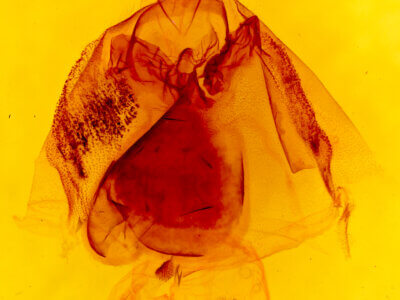 genitalia view of adult Apantesis phalerata