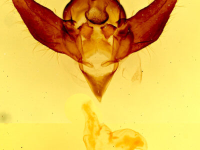 genitalia view of adult Gnophaela vermiculata