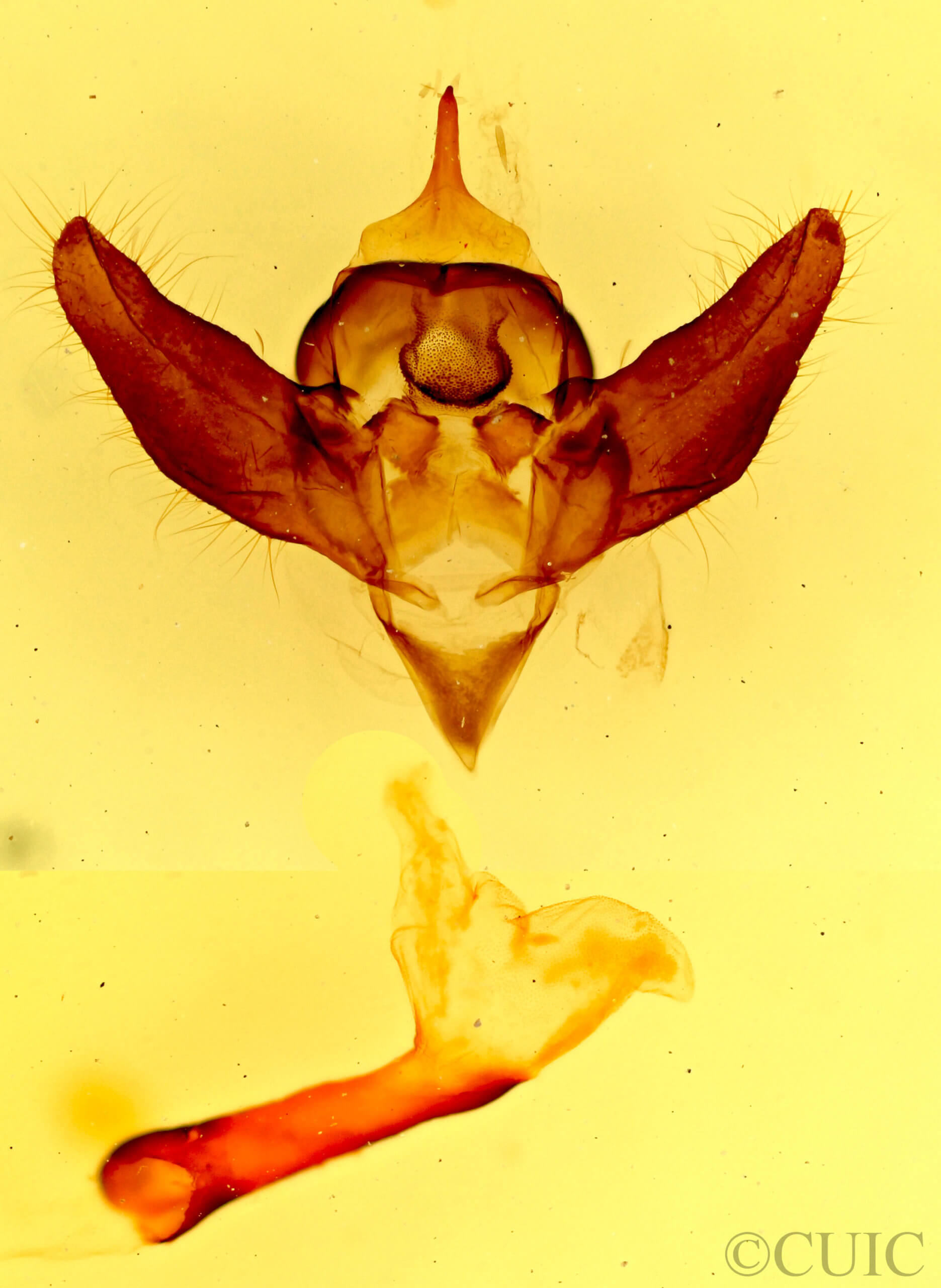 genitalia view of adult Gnophaela vermiculata
