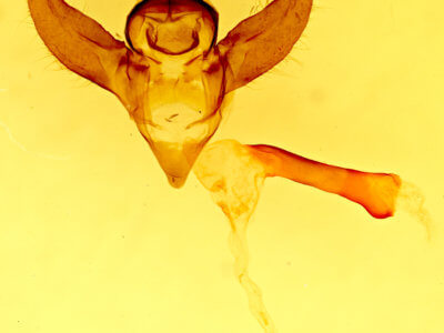 genitalia view of adult Gnophaela latipennis