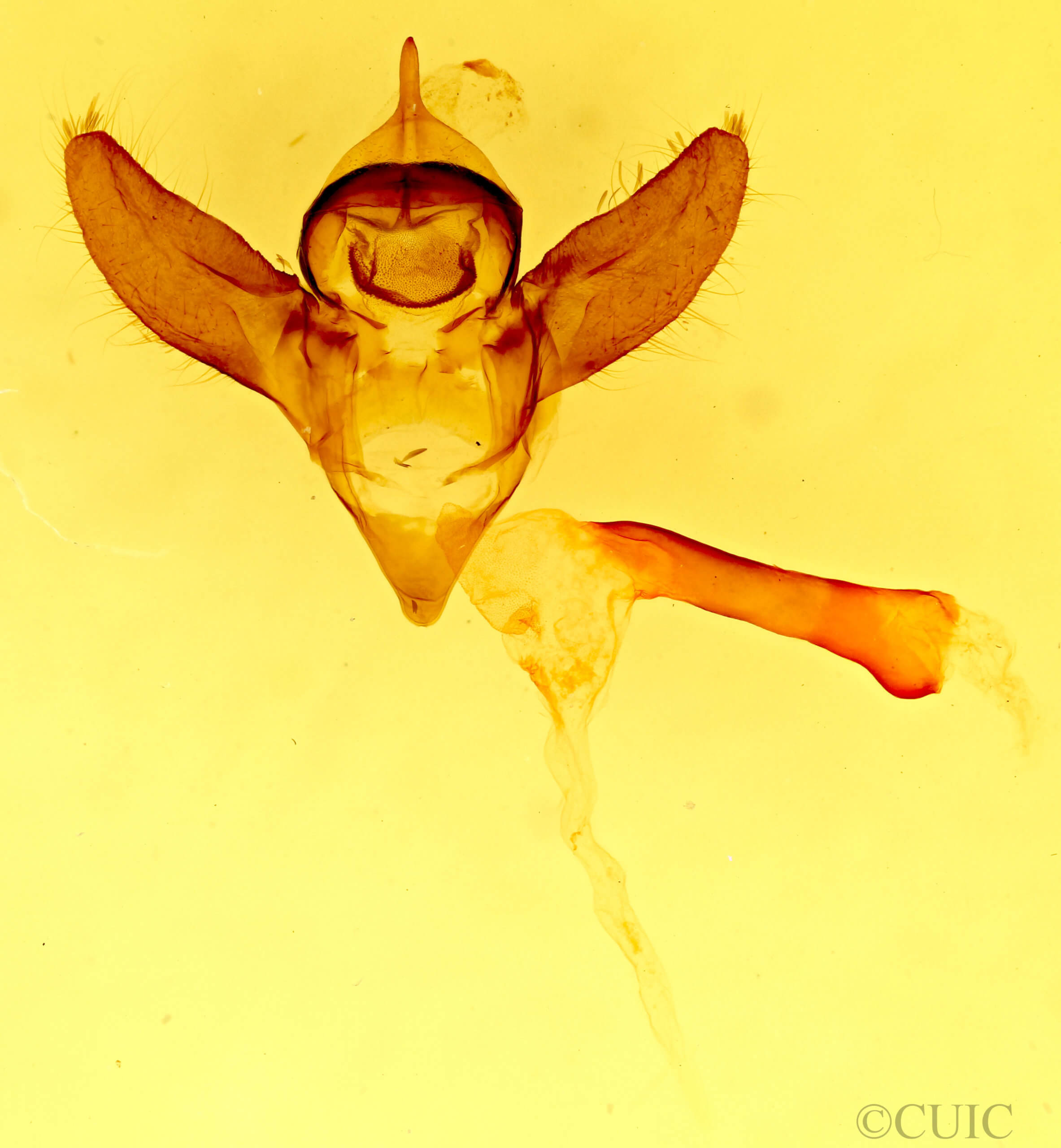 genitalia view of adult Gnophaela latipennis