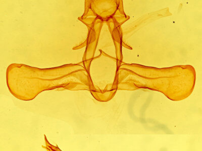 genitalia view of adult Phryganidia californica