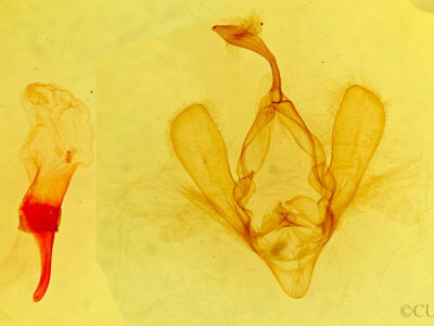 genitalia view of adult Panopoda rufimargo