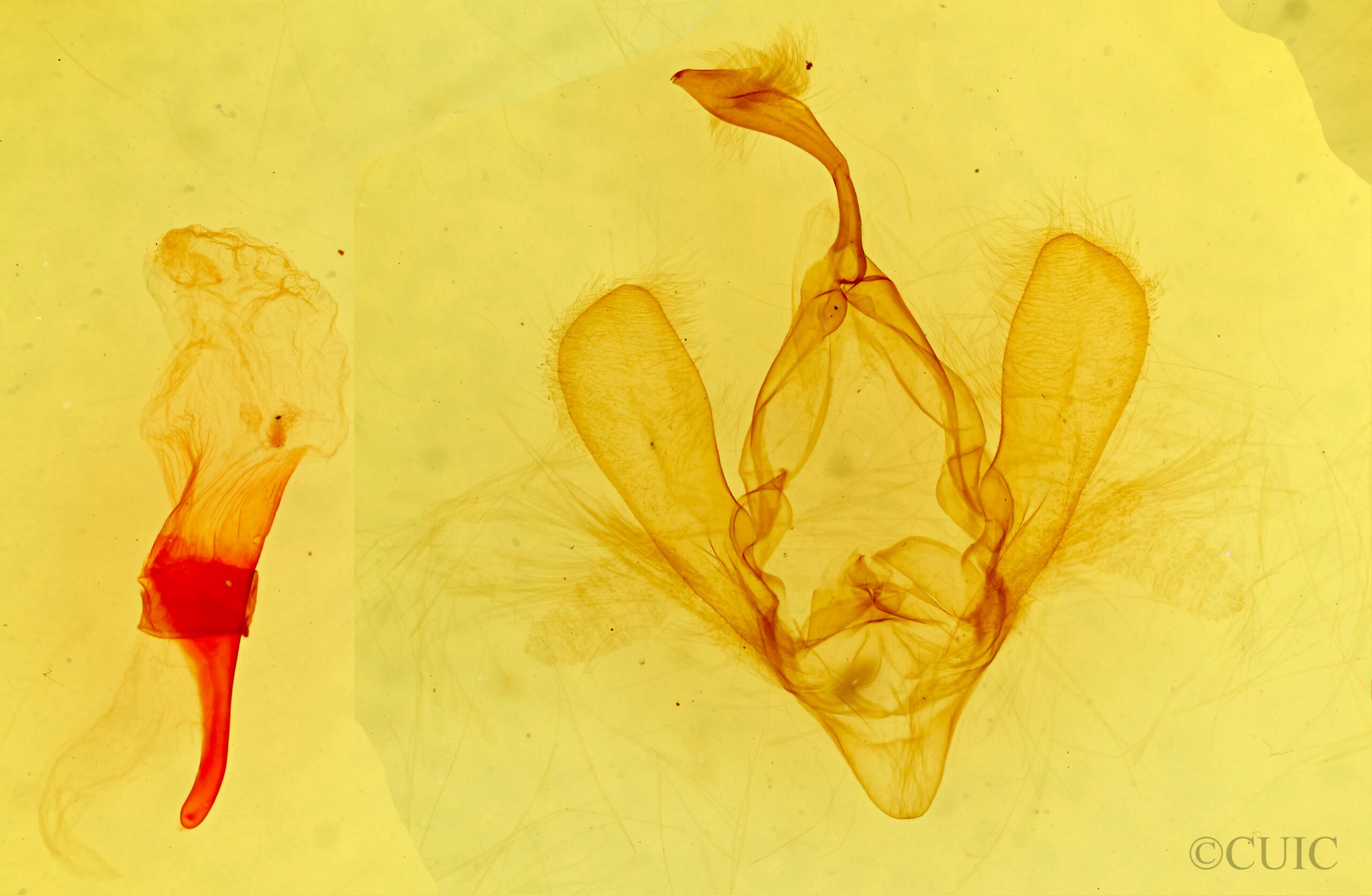 genitalia view of adult Panopoda rufimargo