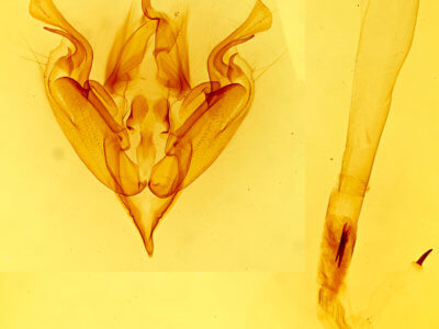 genitalia view of adult Perigonica fulminans