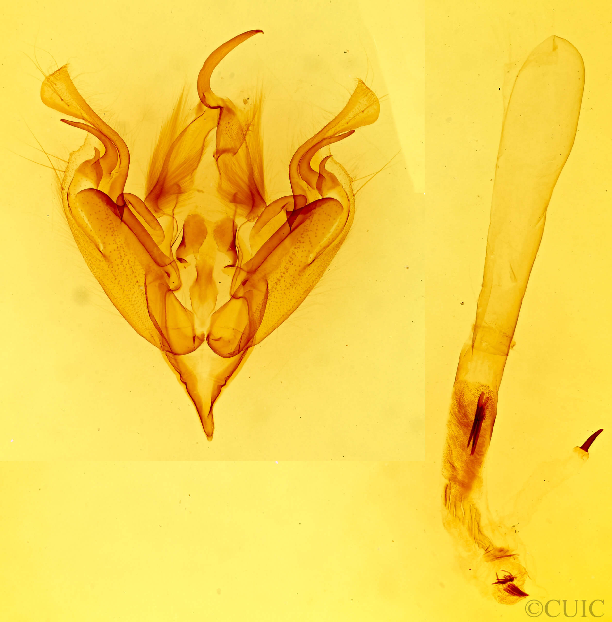genitalia view of adult Perigonica fulminans