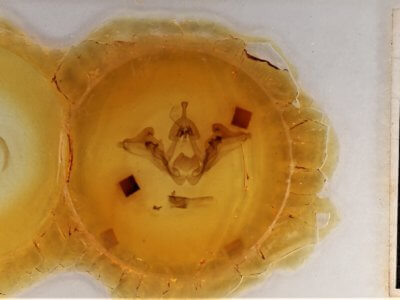 slide view of adult Datana drexelii