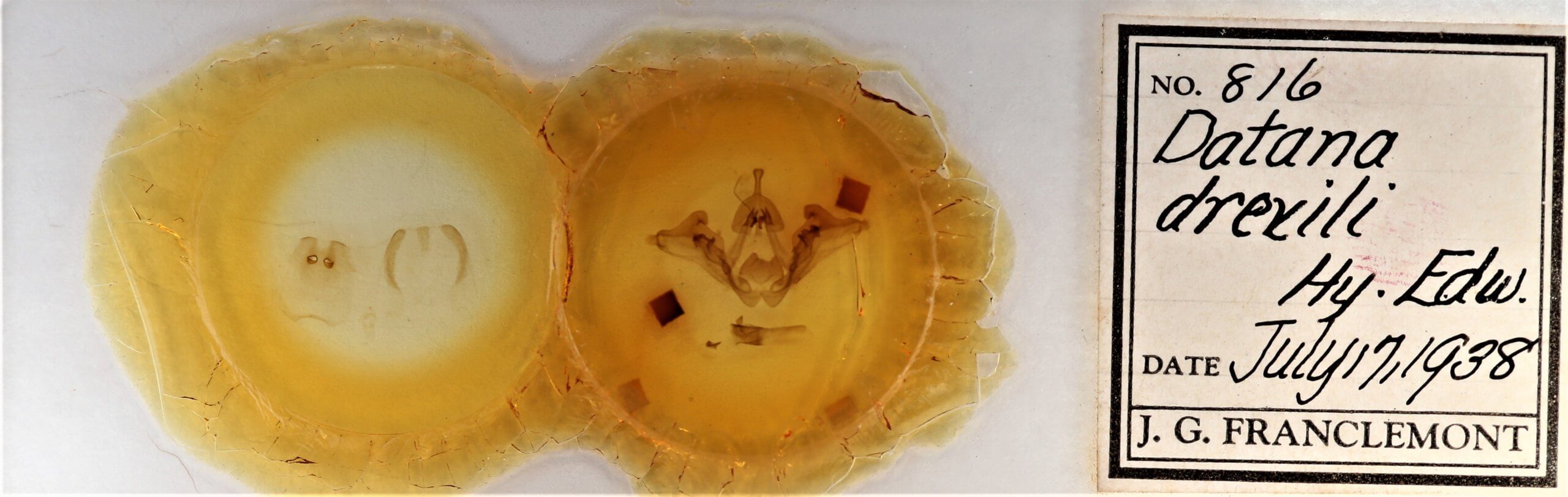 slide view of adult Datana drexelii