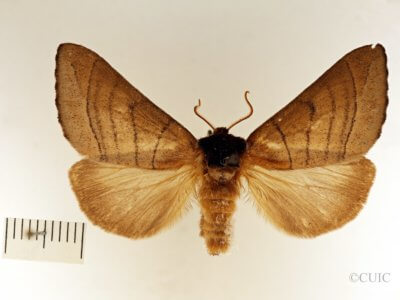 dorsal view of adult Datana angusii