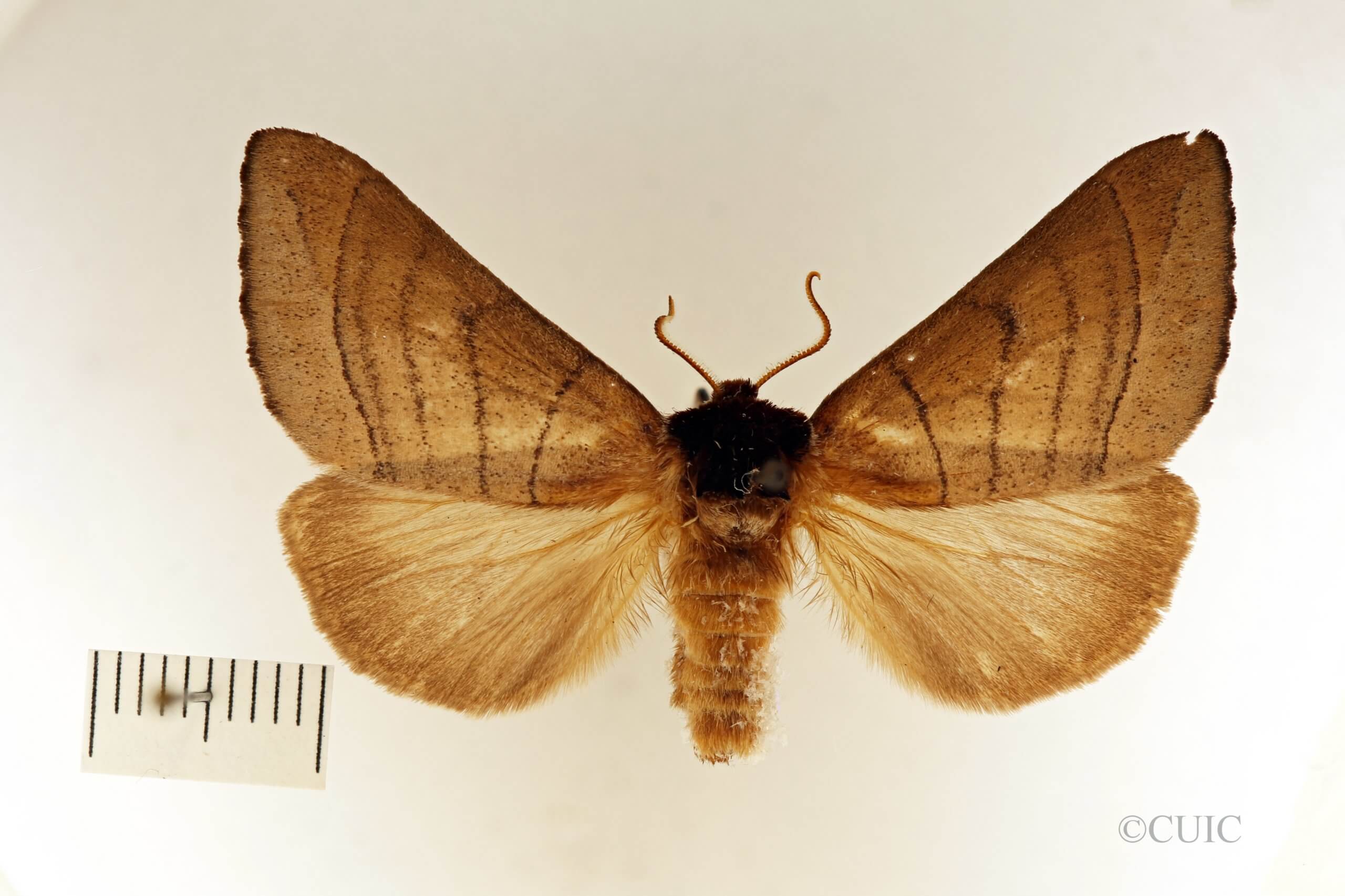 dorsal view of adult Datana angusii