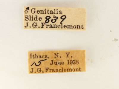 label view of adult Datana angusii