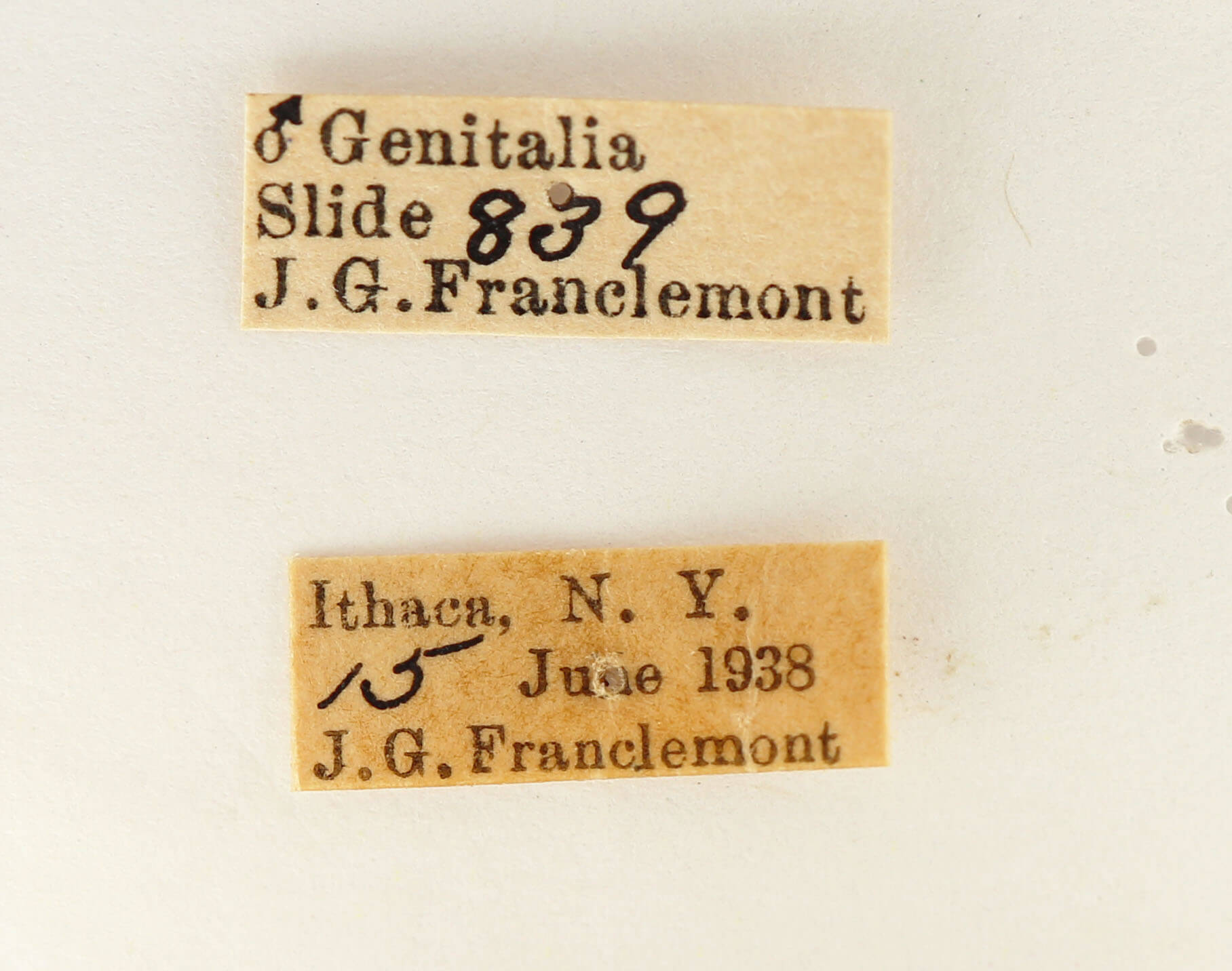 label view of adult Datana angusii