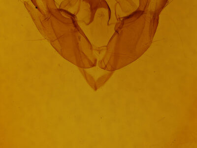 genitalia view of adult Admetovis