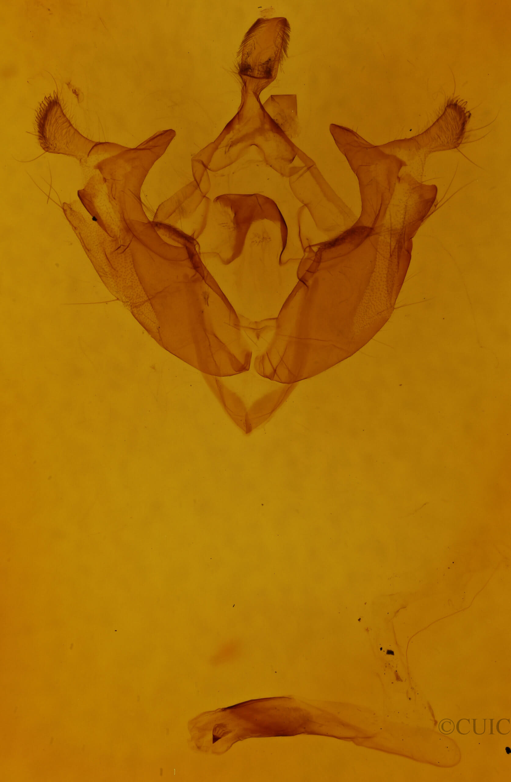 genitalia view of adult Admetovis