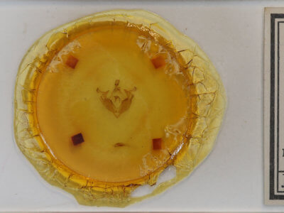 slide view of adult Admetovis