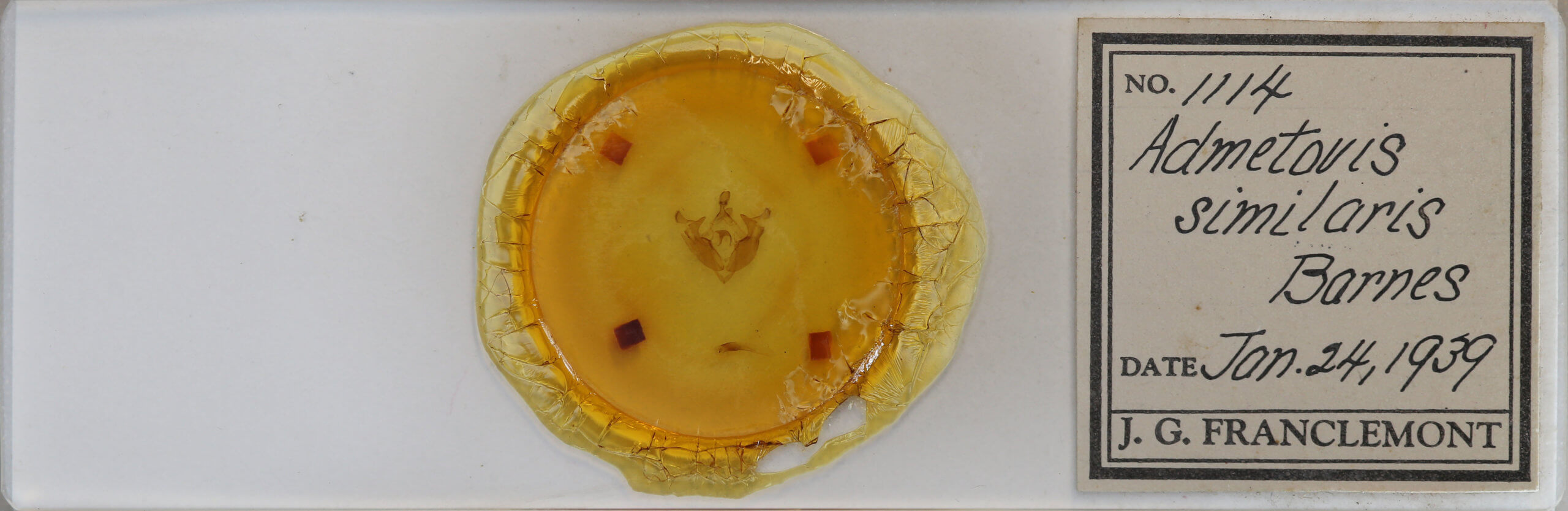 slide view of adult Admetovis