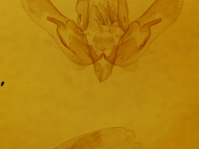 genitalia view of adult Agrotis