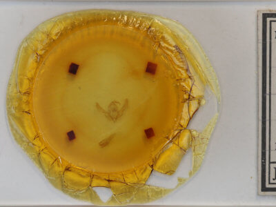 slide view of adult Agrotis