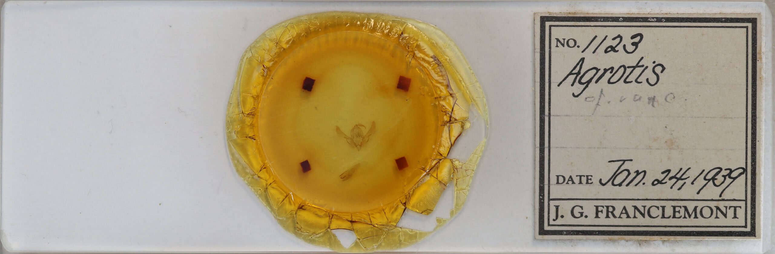 slide view of adult Agrotis