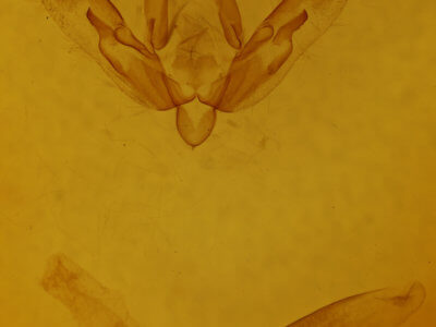 genitalia view of adult Agrotis