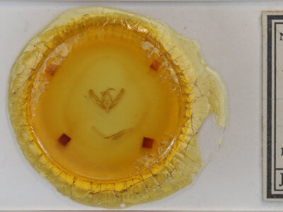 slide view of adult Agrotis