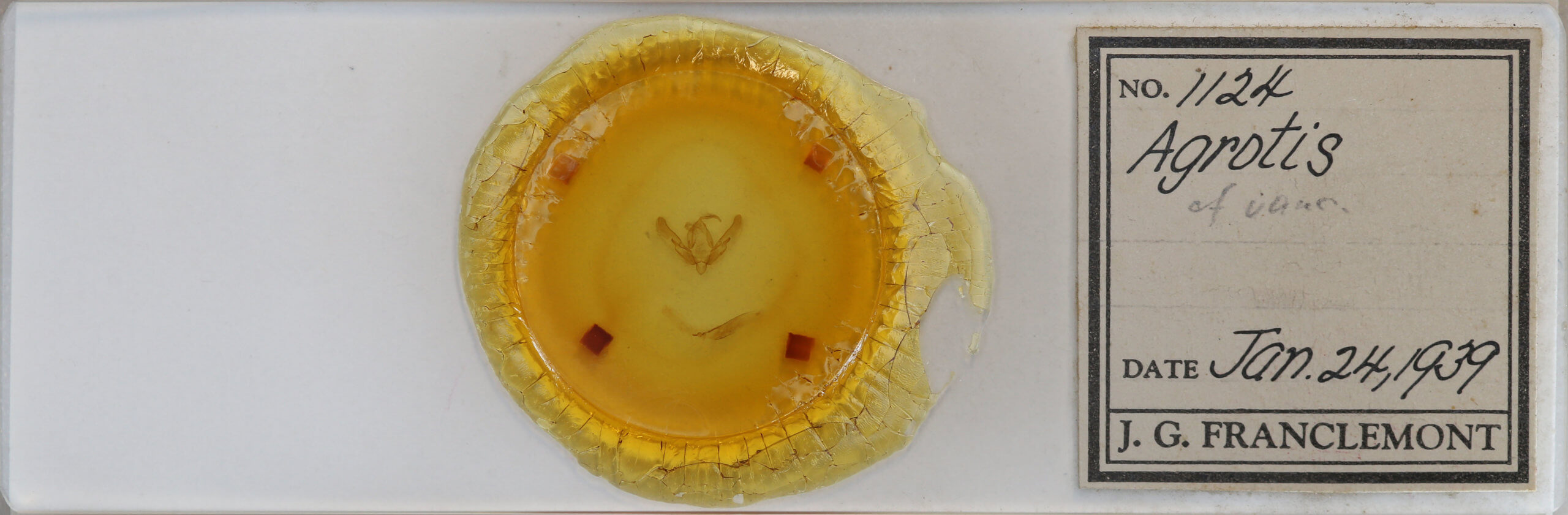 slide view of adult Agrotis