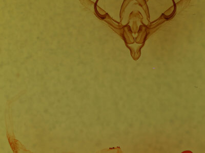 genitalia view of adult Noctuidae