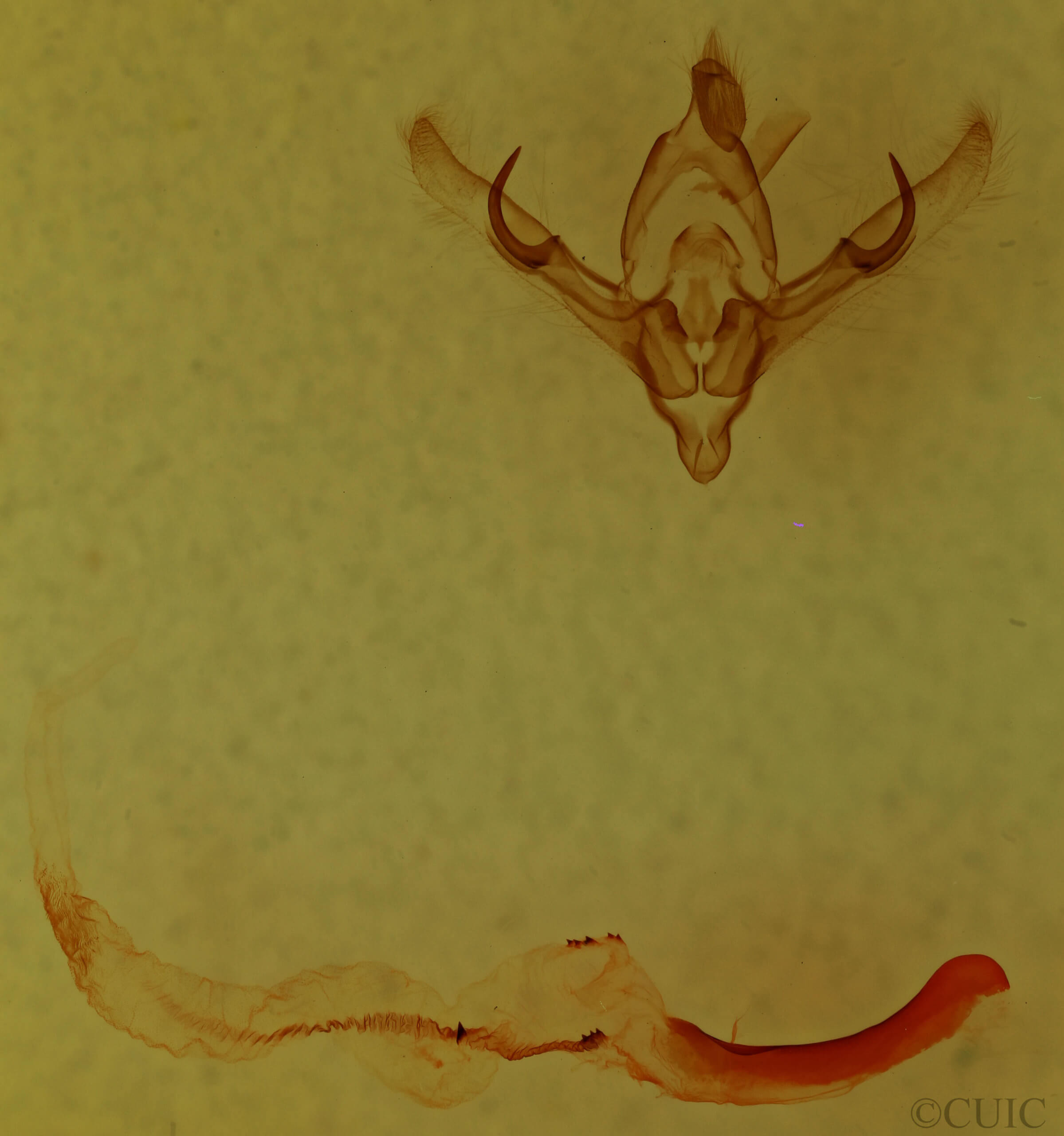 genitalia view of adult Noctuidae